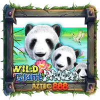 Wild Giant Panda