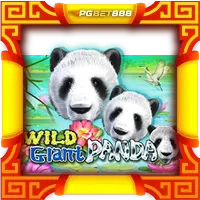 Wild Giant Panda